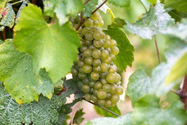 Cote des Blancs 'ta olgunlaşmış beyaz şarap üzümleri hasat için hazır. Cramant ve Avize yakınlarındaki yeşil büyük cru üzüm bağları, bölge Champagne, Fransa