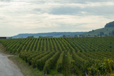 Cramant ve Avize yakınlarındaki Grand Cru üzüm bağları ile manzara, bölge Champagne, Fransa. Beyaz Chardonnay şarabının yetiştirilmesi ve hasat edilmesi Cote des Blancs 'ın kireçli topraklarında üzümdür.