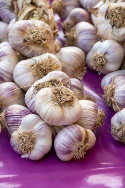 Fransa 'nın Vaucluse kentindeki küçük Piolenc köyündeki çiftçi pazarında taze organik aromatik sarımsak hasadı