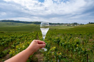 Cote des Blancs, Cramant and Avize, Champagne, France, Hand ve bir bardak şampanya eşliğinde güneşli üzüm bağlarında büyük cru köpüklü beyaz şarap tatmak.
