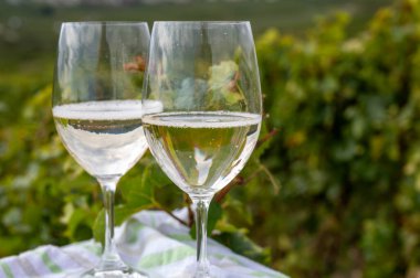 Cramant ve Avize köyü yakınlarındaki Cote des Blancs 'ın güneşli bağlarında büyük cru köpüklü, köpüklü beyaz şarap şampanyası, açık havada şampanya tatmak.