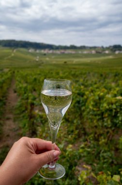 Cote des Blancs, Cramant and Avize, Champagne, France, Hand ve bir bardak şampanya eşliğinde güneşli üzüm bağlarında büyük cru köpüklü beyaz şarap tatmak.