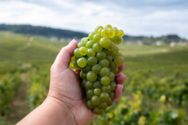 Hand with bunch cutted ripe white chardonnay wine grapes, harvest time on Cote des Blancs on green grand cru vineyards near Cramant and Avize, region Champagne, France. clipart