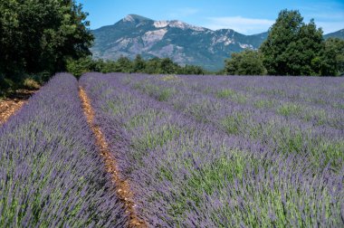 Sisteron, Fransa 'dan ayrılan Alpes-de-Haute-Provence yakınlarındaki lavanta çiçekleri, yaz aromalı çiçekler.