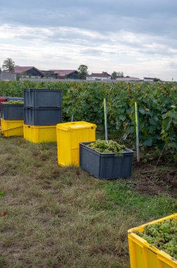 Harvest on green grand cru vineyards near Ambonnay and Bouzy, region Champagne, France. Cultivation of white chardonnay wine grape, plastic boxes with cutted grape clusters clipart