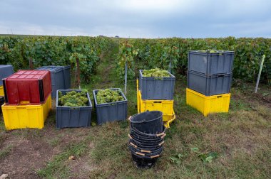 Harvest on green grand cru vineyards near Ambonnay and Bouzy, region Champagne, France. Cultivation of white chardonnay wine grape, plastic boxes with cutted grape clusters clipart