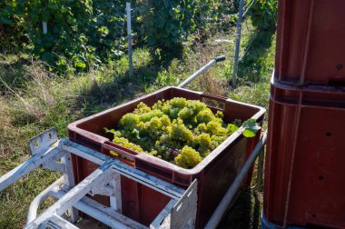 Plastik kutularda olgun beyaz şarap üzümleri. Yeşil başbakanın hasat zamanı, Ludes, Val de Livre, Champagne bölgesi, Fransa civarındaki Grand Cru üzüm bağları.