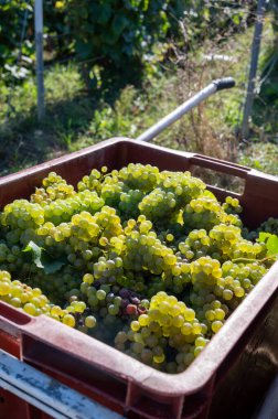 Plastik kutularda olgun beyaz şarap üzümleri. Yeşil başbakanın hasat zamanı, Ludes, Val de Livre, Champagne bölgesi, Fransa civarındaki Grand Cru üzüm bağları.