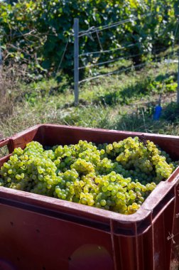 Plastik kutularda olgun beyaz şarap üzümleri. Yeşil başbakanın hasat zamanı, Ludes, Val de Livre, Champagne bölgesi, Fransa civarındaki Grand Cru üzüm bağları.