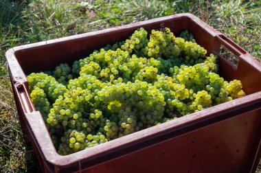 Plastik kutularda olgun beyaz şarap üzümleri. Yeşil başbakanın hasat zamanı, Ludes, Val de Livre, Champagne bölgesi, Fransa civarındaki Grand Cru üzüm bağları.