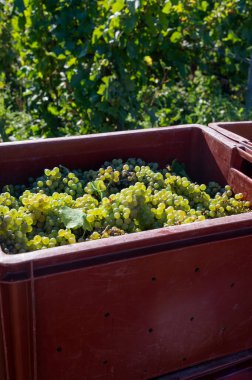 Clusters of ripe white chardonnay wine grapes in plastic boxes. Harvest time on green premier, grand cru vineyards around Ludes, Val de Livre, region Champagne, France clipart