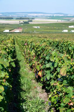 Eylül ayında Val de Livre, Champange, Fransa 'daki Ludes, Fransa' da başlıca cru şampanya üzüm bağlarında hasat çalışmaları