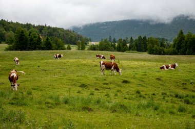 Producing and aging of wheels of Comte cheese in Jura, France, Montbeliards or French Simmental cows herd grazing grass on green pasture in summer months clipart