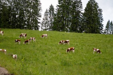 Comte peynirinin Jura, Fransa, Montbeliard veya Fransız sade ineklerinin yaz aylarında yeşil otlaklarda otlamaları ve üretimi ve yaşlanması