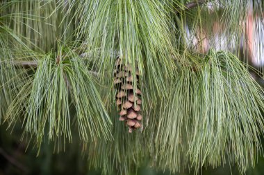 Kanarya Adaları 'ndan yerli ağaç, uzun yeşil iğneli Kanarya çam ağacı, kış Noel arkaplanı.