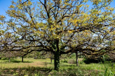 Mayıs ayında Perigord Limousin Bölgesel Doğal Parkı, Dordogne, Fransa 'da yüksek kaliteli PDO sertifikalı ceviz ağaçları yetiştirilmesi