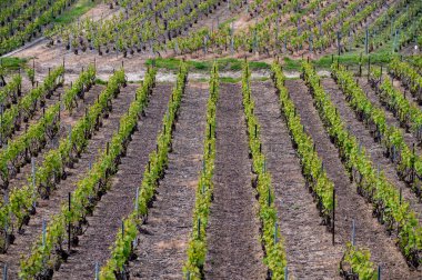 Moulin de Verzenay yakınlarındaki büyük cru Champagne üzüm bağları, Montagne de Reims yakınlarındaki Pinot noir üzüm bitkileri Verzy ve Verzenay, Fransa ilkbaharda