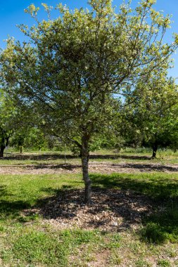 Sarlat-la-Caneda yakınlarındaki yer mantarı çiftliği, kara kış yer mantarı, Tuber melanosporumu, meşe tarlası, kışın meşe ağaçlarıyla tarlalarda mantar avı.