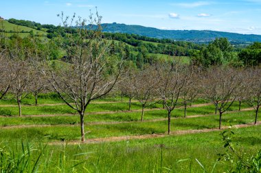 Mayıs ayında Perigord Limousin Bölgesel Doğal Parkı, Dordogne, Fransa 'da yüksek kaliteli PDO sertifikalı ceviz ağaçları yetiştirilmesi