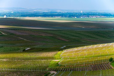 Cramant yakınlarında yeşil büyük cru üzüm bağları olan bahar manzarası, Fransa 'nın Şampanya Bölgesi, Avize Bölgesi. Cote des Blanc 'ın kireçli topraklarında beyaz şarap üzümü yetiştiriyorum..