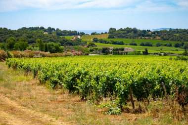 Fransız Riviera manzarası, tepeler, evler ve yeşil üzüm bağları Cotes de Provence, Saint-Tropez yakınlarındaki gül şarabı üretimi, Gassin, Pampelonne plajı, Var, Fransa yazın