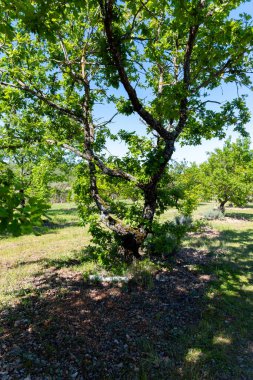 Sarlat-la-Caneda yakınlarındaki yer mantarı çiftliği, kara kış yer mantarı, Tuber melanosporumu, meşe tarlası, kışın meşe ağaçlarıyla tarlalarda mantar avı.