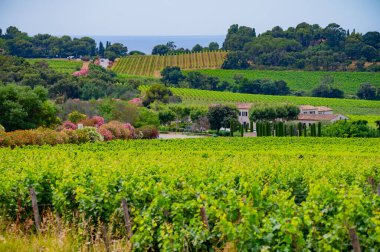 Fransız Riviera manzarası, tepeler, evler ve yeşil üzüm bağları Cotes de Provence, Saint-Tropez yakınlarındaki gül şarabı üretimi, Gassin, Pampelonne plajı, Var, Fransa yazın