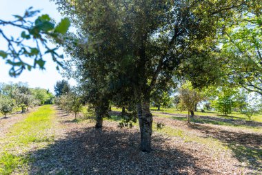 Sarlat-la-Caneda yakınlarındaki yer mantarı çiftliği, kara kış yer mantarı, Tuber melanosporumu, meşe tarlası, kışın meşe ağaçlarıyla tarlalarda mantar avı.