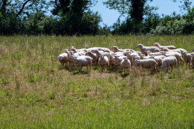 Perigord Limousin Bölgesel Doğal Parkı, Dordogne, Fransa 'da ilkbaharda otlayan koyunlu yeşil çayırlar, doğa manzarası