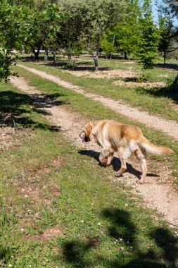 Yer mantarı tarlasında yer mantarı avcısı köpek, Sarlat-la-Caneda yakınlarında, siyah kış mantarı, Tuber melanosporum, meşe tarlası, kışın eğitimli köpekle yer mantarı avı.