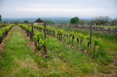 Rocamadour yakınlarındaki üzüm bağları, kırmızı kuru Amadour şarabından yapılan Merlot ve Malbec üzüm çeşitleri, Fransa 'nın Dordogne kentinde baharda üretilir.