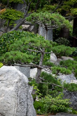 Peyzaj şehir tasarımı, Japonya 'da taşlarla, bonsai çam ağaçları, çiçekler, küçük köprüler, Monte-Carlo şehrinin merkezine su dökülüyor.