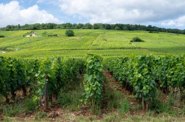 Green grand cru and premier cru vineyards with cross and rows of pinot noir grapes plants in Cote de nuits, making of famous red and white Burgundy wine in Burgundy region, near Vosne-Romanee village clipart