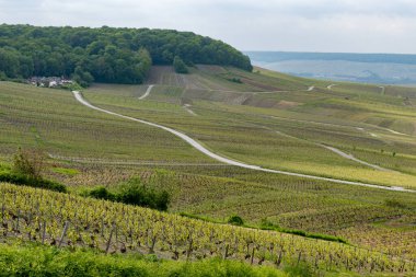 Cramant yakınlarında yeşil büyük cru üzüm bağları olan bahar manzarası, Fransa 'nın Şampanya Bölgesi, Avize Bölgesi. Cote des Blanc 'ın kireçli topraklarında beyaz şarap üzümü yetiştiriyorum..