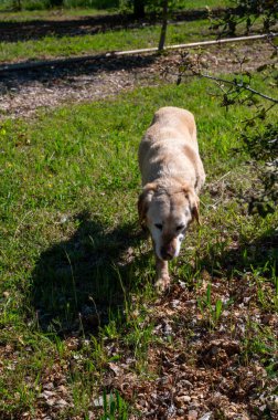 Yer mantarı tarlasında yer mantarı avcısı köpek, Sarlat-la-Caneda yakınlarında, siyah kış mantarı, Tuber melanosporum, meşe tarlası, kışın eğitimli köpekle yer mantarı avı.