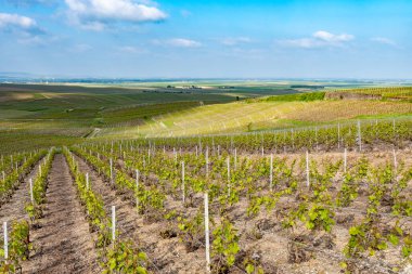 Spring landscape with green grand cru vineyards near Cramant, Avize region Champagne, France. Cultivation of white chardonnay wine grape on chalky soils of Cote des Blancs. clipart