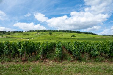 Green grand cru and premier cru vineyards with cross and rows of pinot noir grapes plants in Cote de nuits, making of famous red and white Burgundy wine in Burgundy region, near Vosne-Romanee village clipart