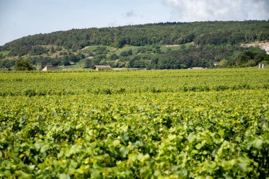 Green vineyards around Puligny-Montrachet village, Burgundy, France. High quality white dry wine making from Chardonnay grapes on grand cru classe vineyards clipart