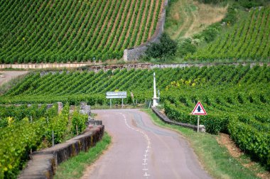 Walled clos green vineyards around Puligny-Montrachet village, Burgundy, France. High quality white dry wine making from Chardonnay grapes on grand cru classe vineyards clipart