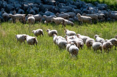 Perigord Limousin Bölgesel Doğal Parkı, Dordogne, Fransa 'da ilkbaharda otlayan koyunlu yeşil çayırlar, doğa manzarası