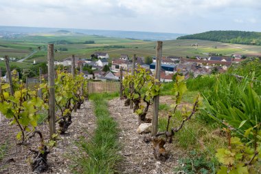 Cramant yakınlarında yeşil büyük cru üzüm bağları olan bahar manzarası, Fransa 'nın Şampanya Bölgesi, Avize Bölgesi. Cote des Blanc 'ın kireçli topraklarında beyaz şarap üzümü yetiştiriyorum..