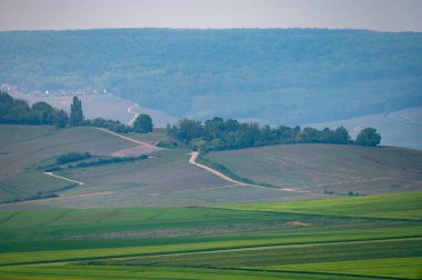 Moulin de Verzenay yakınlarındaki büyük cru Champagne üzüm bağları, Montagne de Reims yakınlarındaki Pinot noir üzüm bitkileri Verzy ve Verzenay, Fransa ilkbaharda