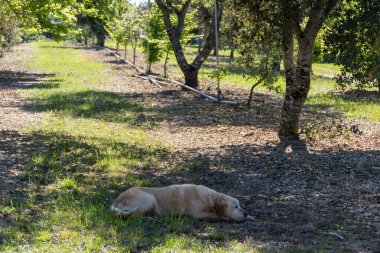 Yer mantarı tarlasında yer mantarı avcısı köpek, Sarlat-la-Caneda yakınlarında, siyah kış mantarı, Tuber melanosporum, meşe tarlası, kışın eğitimli köpekle yer mantarı avı.