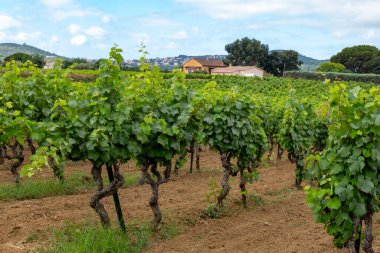 Fransa 'nın güneyinde Saint-Tropez ve Gassin yakınlarındaki üzüm bağlarında sıralanmış şarap üzümleri, gül şarabı yapımı, cru sınıfı