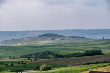 Moulin de Verzenay yakınlarındaki büyük cru Champagne üzüm bağları, Montagne de Reims yakınlarındaki Pinot noir üzüm bitkileri Verzy ve Verzenay, Fransa ilkbaharda