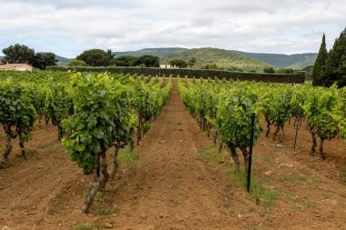 Fransa 'nın güneyinde Saint-Tropez ve Gassin yakınlarındaki üzüm bağlarında sıralanmış şarap üzümleri, gül şarabı yapımı, cru sınıfı