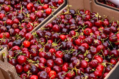 Olgun kırmızı kirazlı yaz meyvelerinin yeni sezonu, Dordogne, Fransa 'da çiftçi pazarında satılık kiraz.