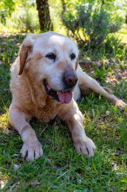 Yer mantarı tarlasında yer mantarı avcısı köpek, Sarlat-la-Caneda yakınlarında, siyah kış mantarı, Tuber melanosporum, meşe tarlası, kışın eğitimli köpekle yer mantarı avı.