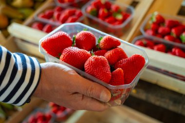 Fransa 'da yerel çiftçi pazarından toplanan bir kutu Fransız organik kırmızı çilek.
