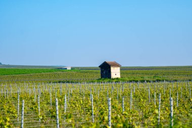 Baharda Avize yakınlarındaki yeşil Grand Cru üzüm bağlarında araba sürüyorum. Fransa 'nın Şampanya Bölgesi. Cote des Blanc 'ın kireçli topraklarında beyaz şarap üzümü yetiştiriyorum..